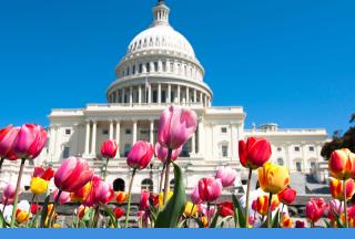A view of the Washington DC capitol building with tulips in the foreground