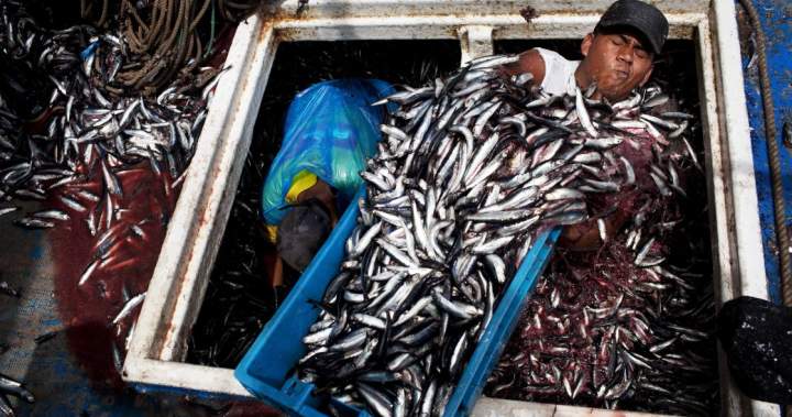 Why an anchovy shortage will make your next slab of salmon more expensive – National Why an anchovy shortage will make your next slab of salmon more expensive - National