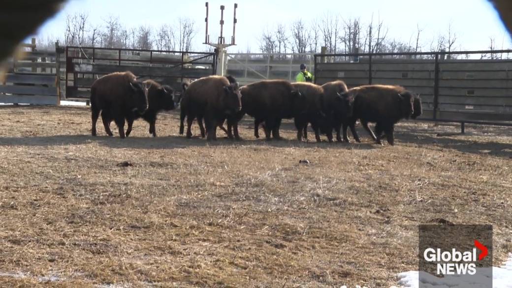 Click to play video: 'Elk Island National Park sends wood bison to Alaska as part of conservation efforts'