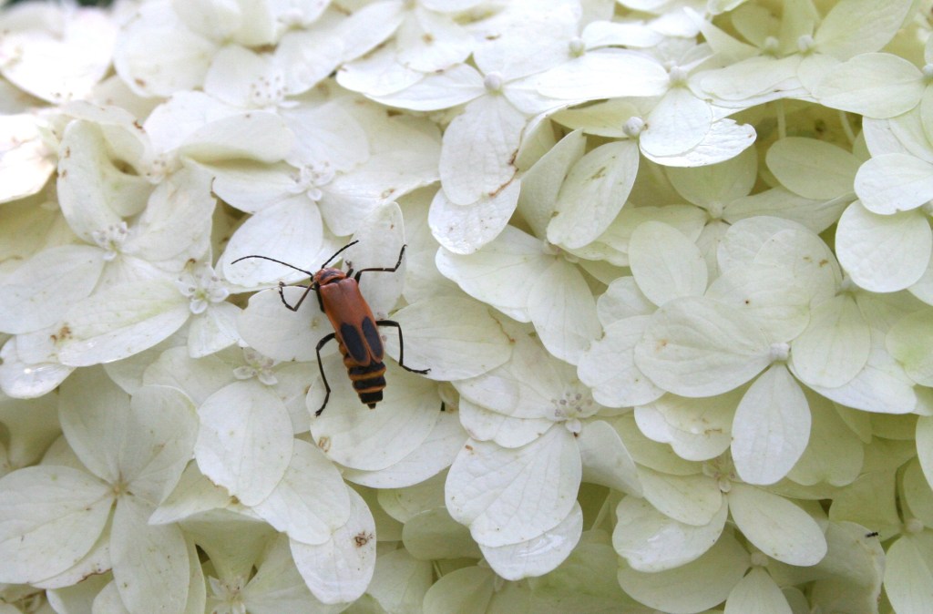 Bug Bug