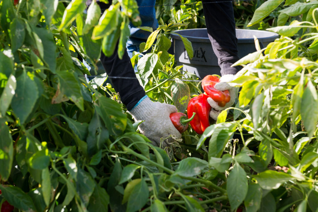They Harvest the Nation’s Food, but a New Rule May Strip Them of Health Insurance They Harvest the Nation’s Food, but a New Rule May Strip Them of Health Insurance