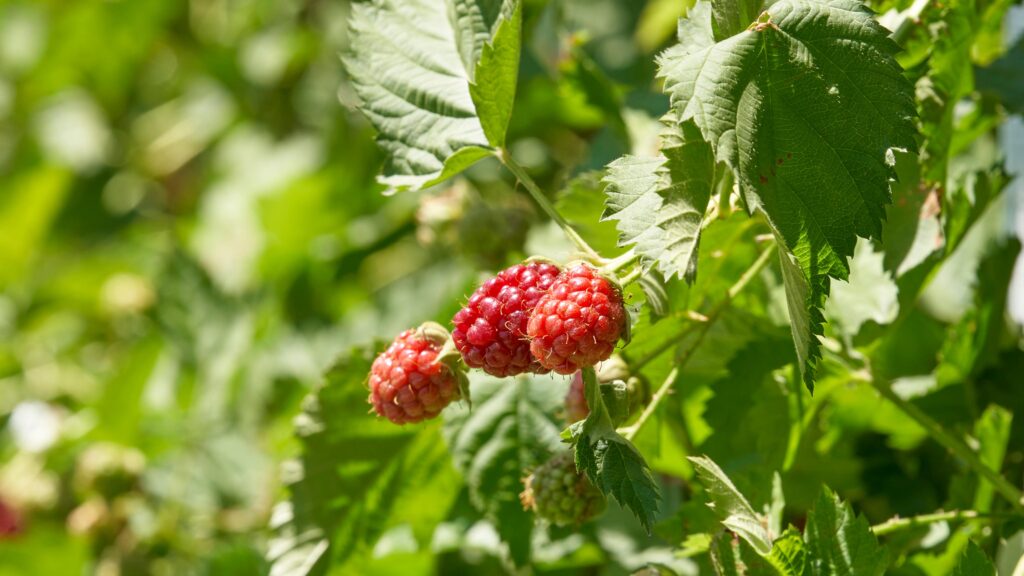 What to Know About the Diarrhea Outbreak Tied to Fresh Produce What to Know About the Diarrhea Outbreak Tied to Fresh Produce