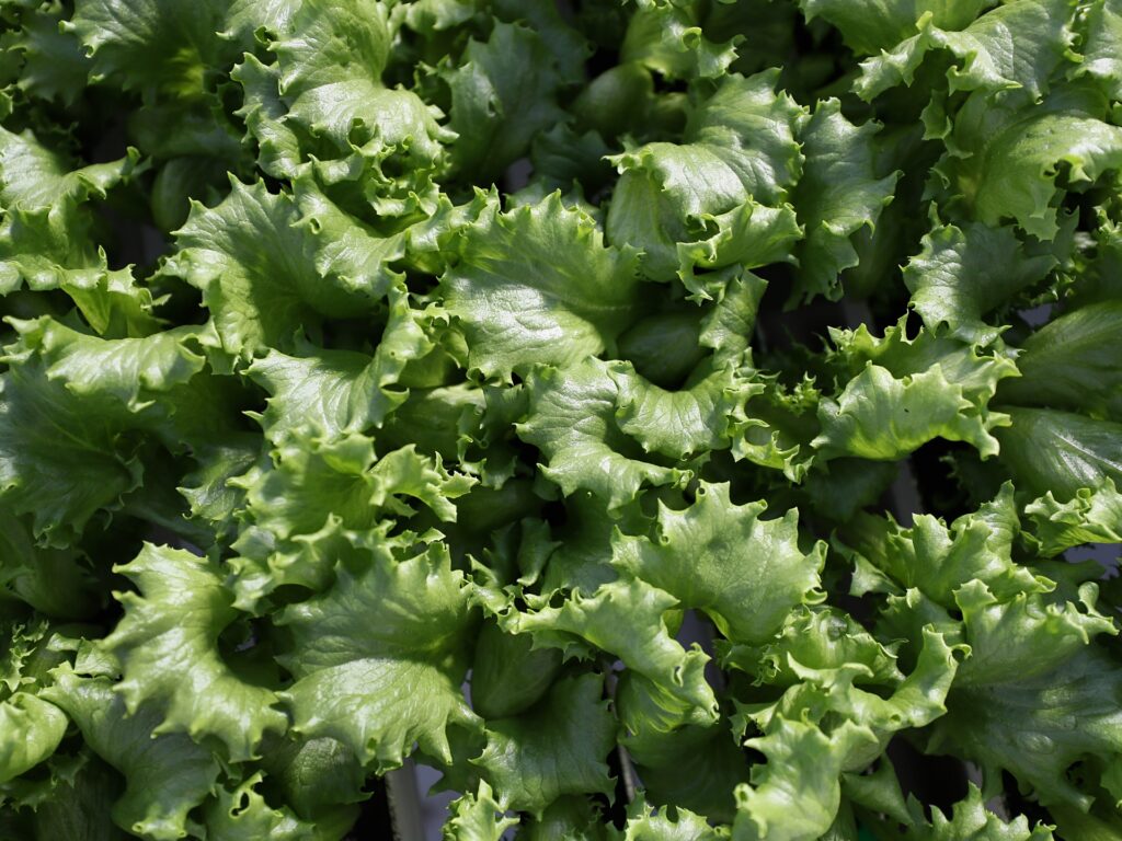 What is cyclospora? Diarrhoea symptoms, foods linked to US outbreak What is cyclospora? Diarrhoea symptoms, foods linked to US outbreak