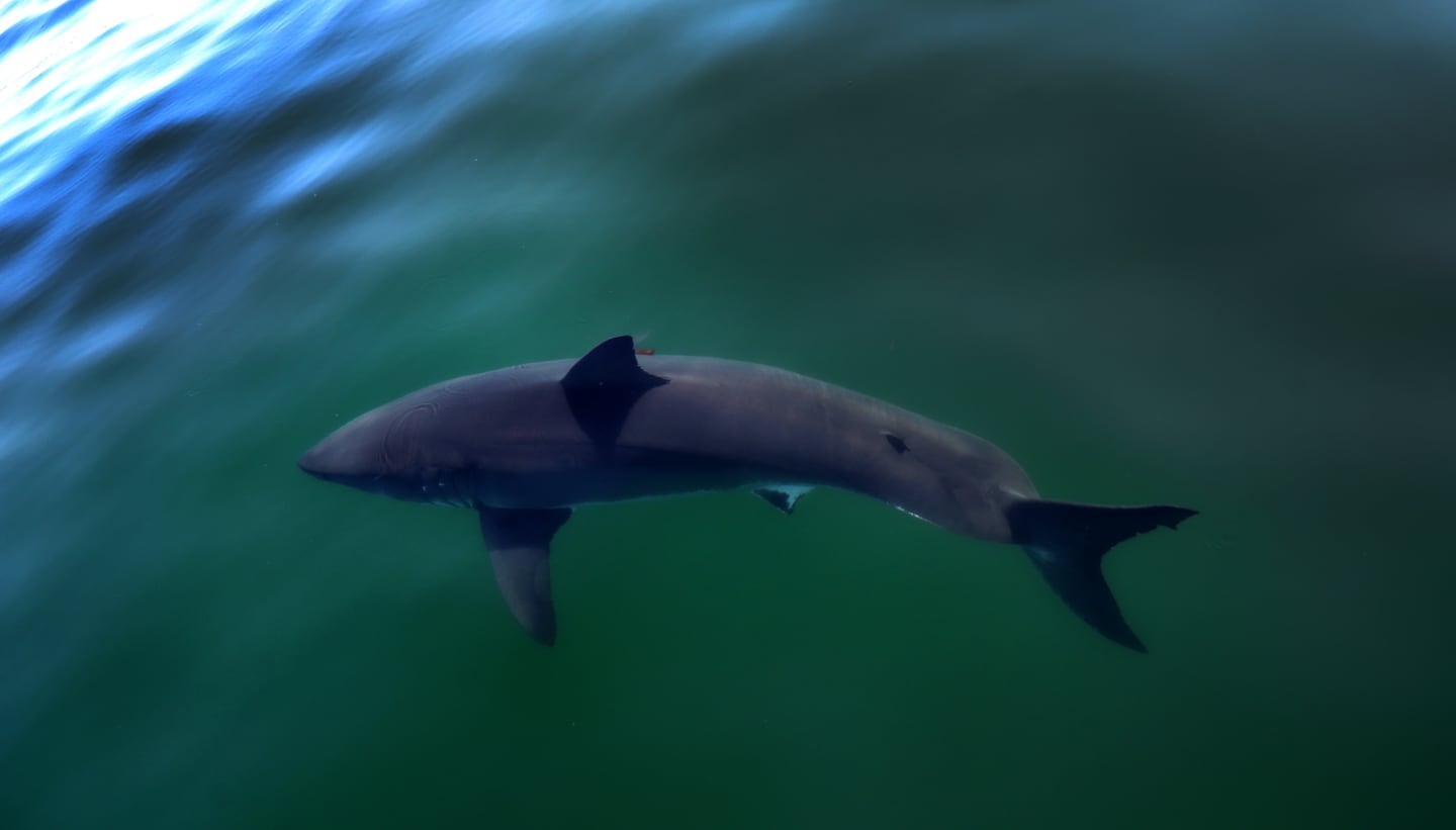 A view of a Great White Shark.