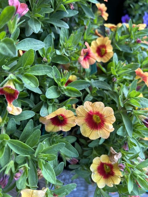North Coast Gardening | Perennial brings vivid hues to the garden North Coast Gardening | Perennial brings vivid hues to the garden