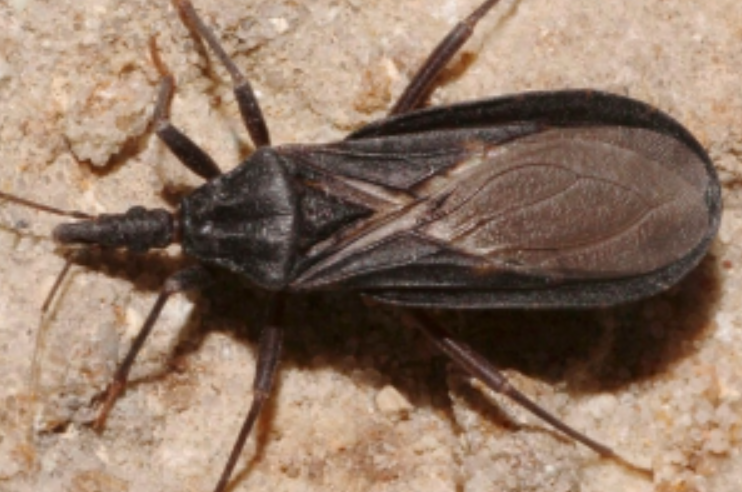 County Health Officials Report First Locally Acquired Chagas Case County Health Officials Report First Locally Acquired Chagas Case
