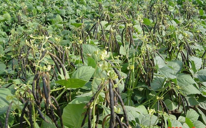 Mung Bean Pan-Genome Study Maps Key Genes for Yield, Nutrition, and Pest Resistance Mung Bean Pan-Genome Study Maps Key Genes for Yield, Nutrition, and Pest Resistance