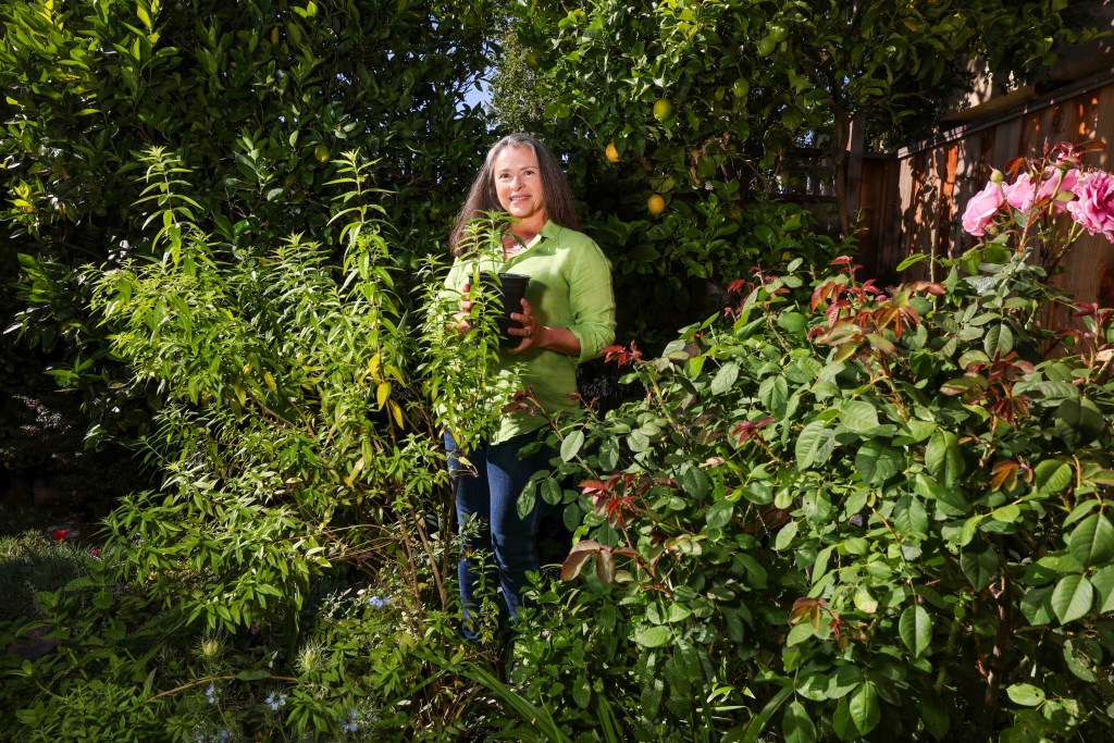 New for the backyard herb garden: cannabis New for the backyard herb garden: cannabis