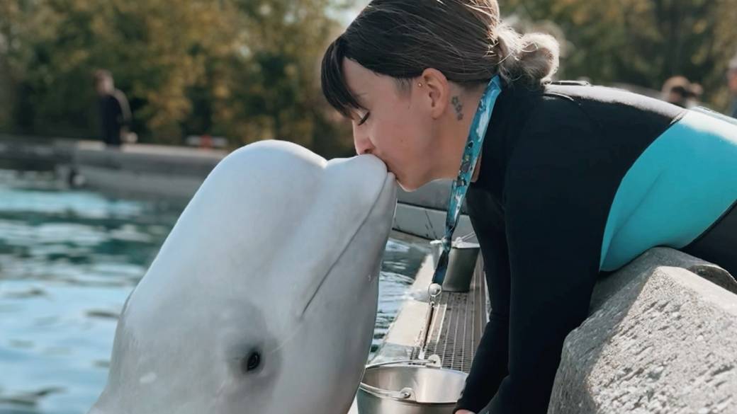Click to play video: 'Fired Marineland beluga trainer speaks out on dangerous conditions for animals at park'