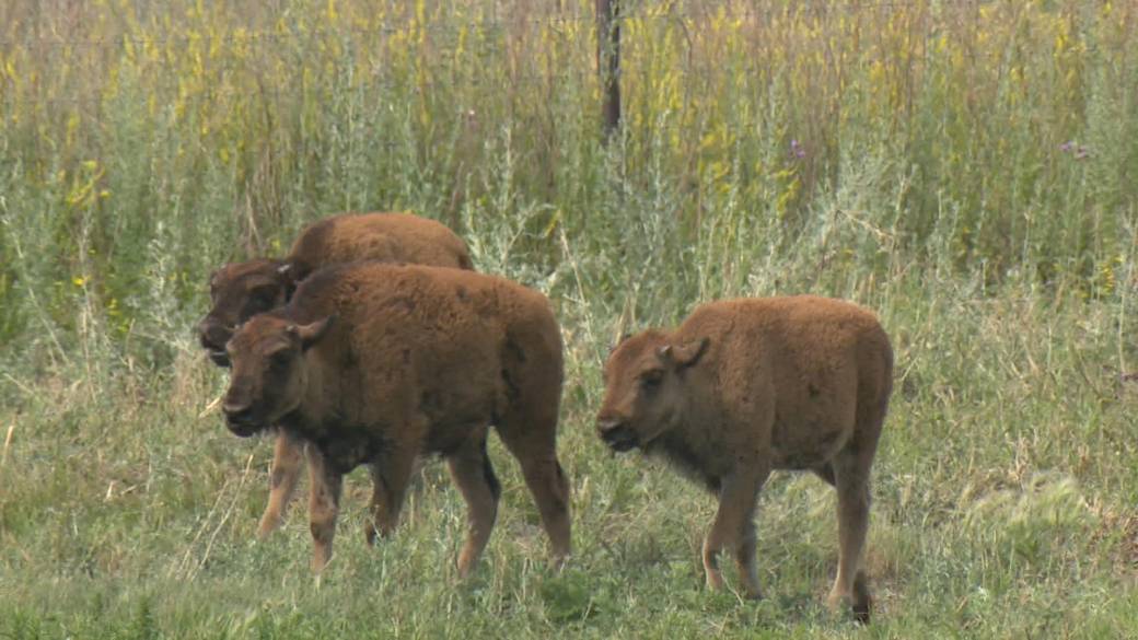Click to play video: 'Celebrating National Bison Week at Wanuskewin'