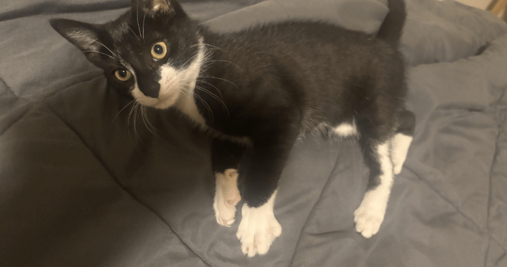 Cat burglar? Suspect reportedly stole kitten before attempted bank robbery – National Cat burglar? Suspect reportedly stole kitten before attempted bank robbery - National