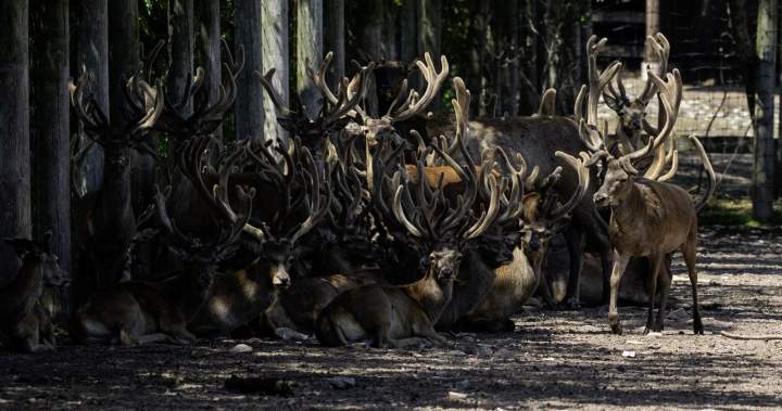 What’s happening to deer at Marineland? Questions swirl as CFIA probes animal removal What’s happening to deer at Marineland? Questions swirl as CFIA probes animal removal