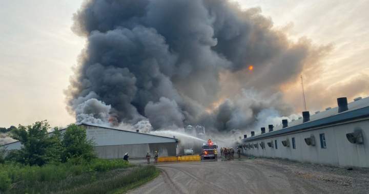 20K hogs dead as crews battle massive barn fire south of London, Ont. 20K hogs dead as crews battle massive barn fire south of London, Ont.