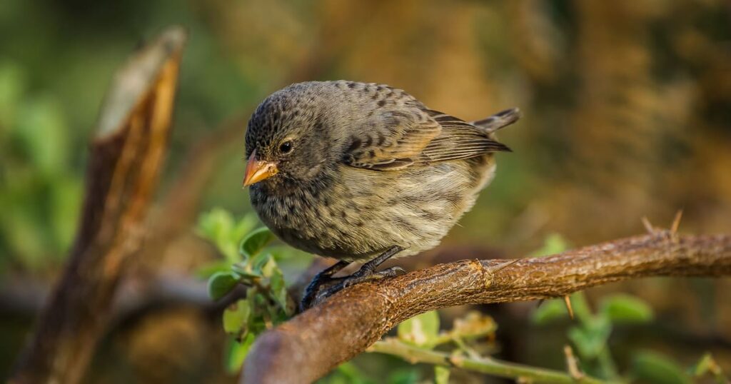 What It Means When Birds Sing in Your Home or Garden, According to Biology