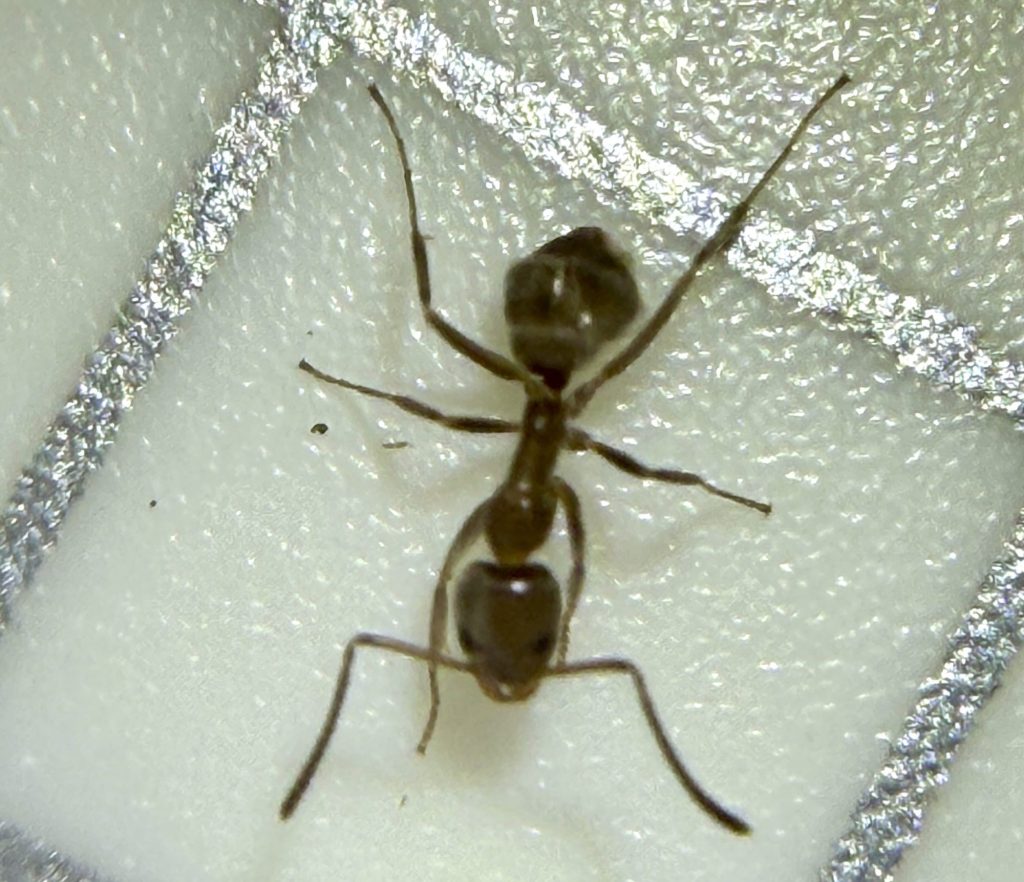 Garden Mastery: A revealing look at ants, tiny insects with a big impact Garden Mastery: A revealing look at ants, tiny insects with a big impact