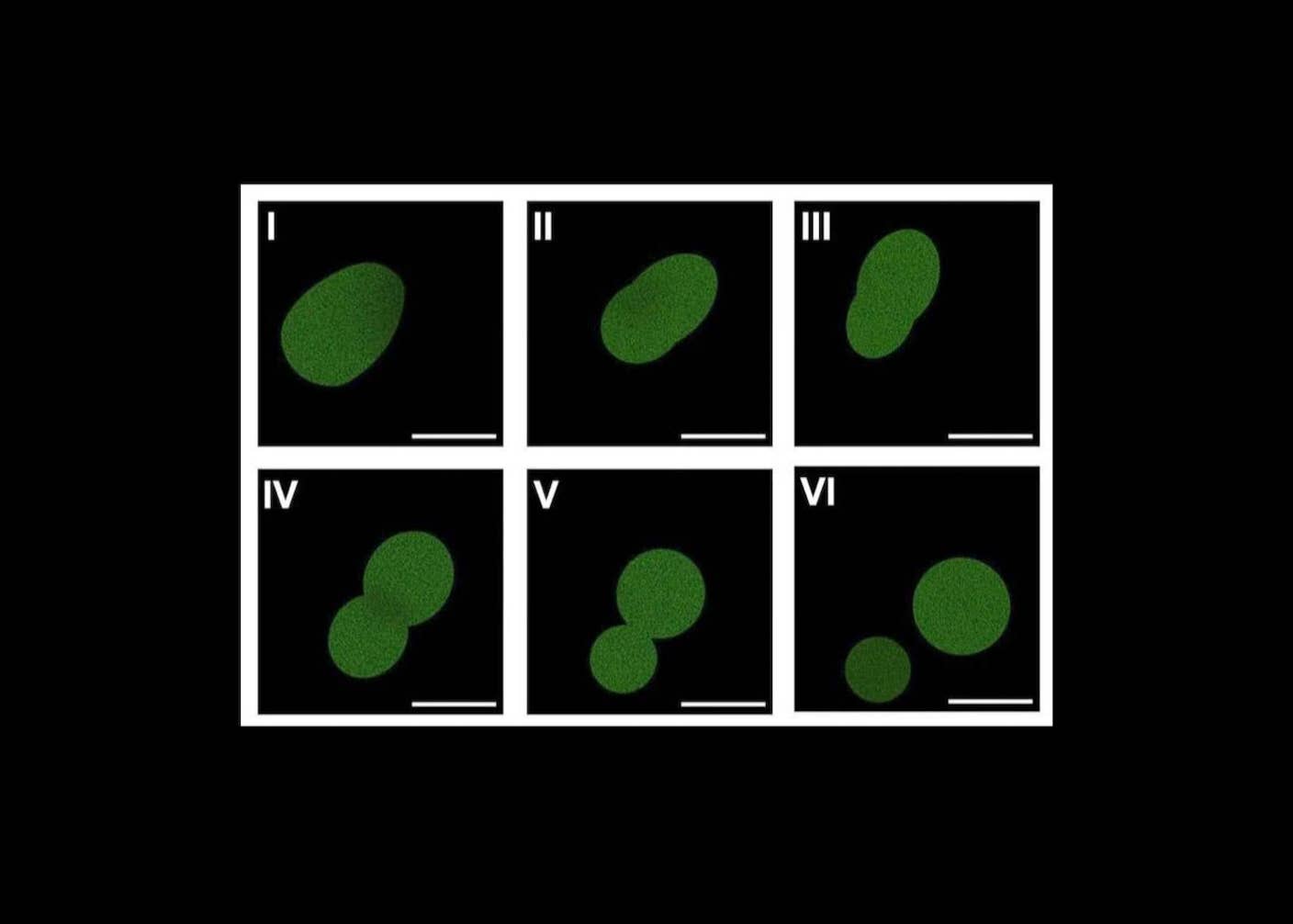 SpudCell, an artificial cell made of nonliving components, undergoes division under the microscope