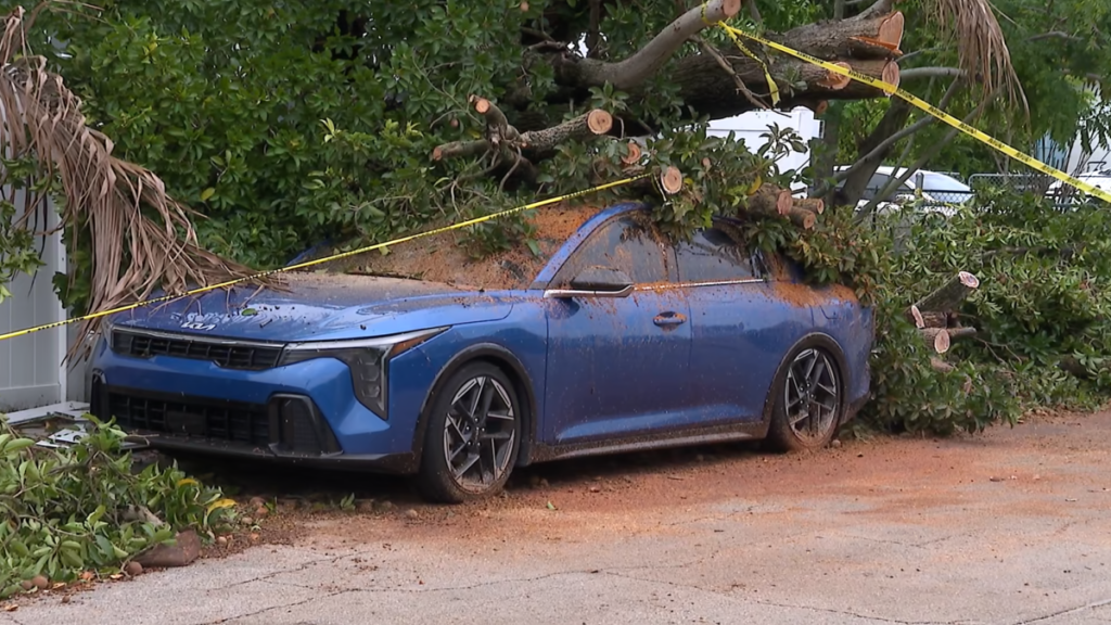 Massive trees falls, crushes car in Hollywood after overnight storm Massive trees falls, crushes car in Hollywood after overnight storm