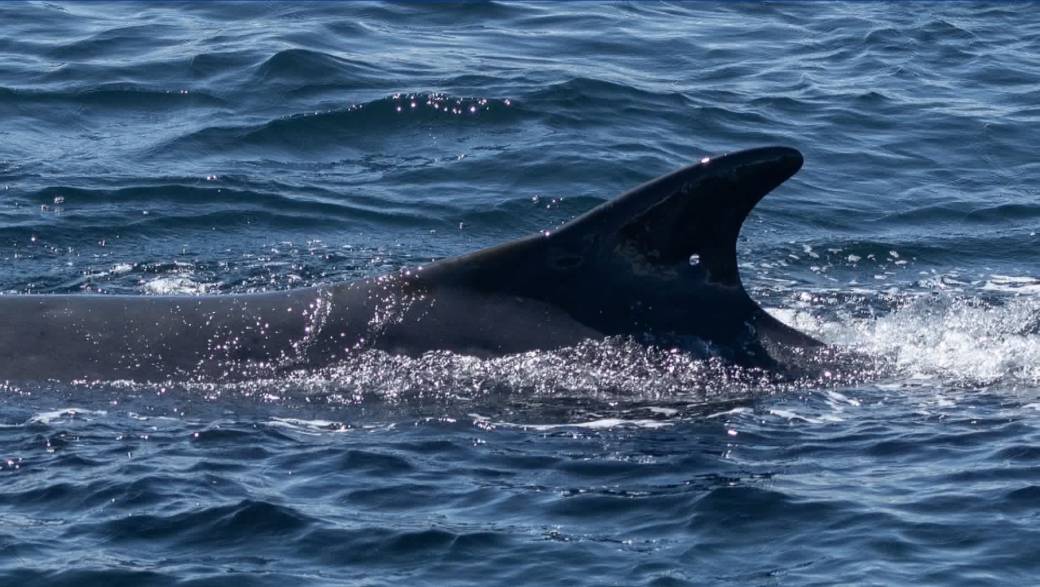 Click to play video: 'Rare fin whale spotted off Victoria'