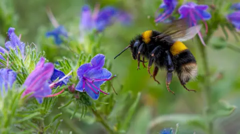 Getty Images A bumblebee pollinating purple flowers in a garden