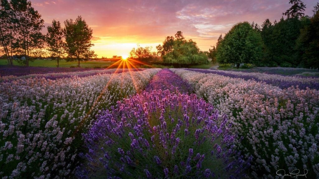 Washington State Ferries warns of delays as Sequim Lavender Festival boosts weekend travel Washington State Ferries warns of delays as Sequim Lavender Festival boosts weekend travel