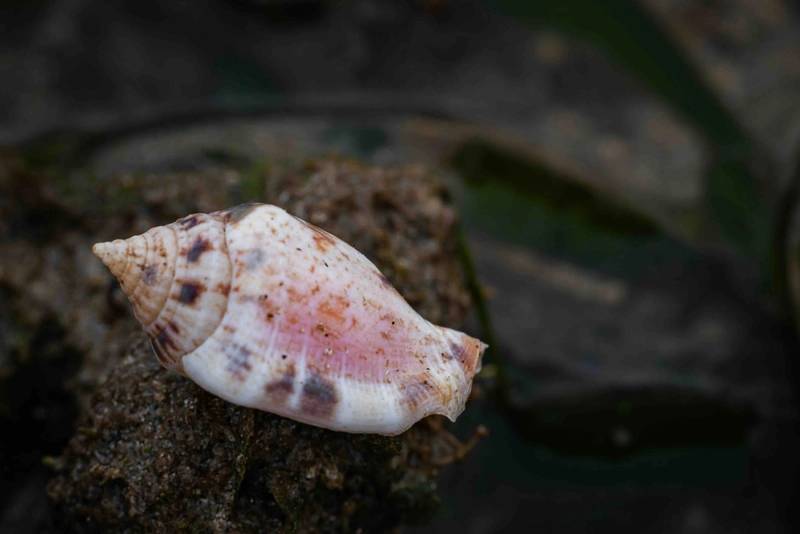 Deep Sea Mollusks Threatened by Mining Efforts Deep Sea Mollusks Threatened by Mining Efforts