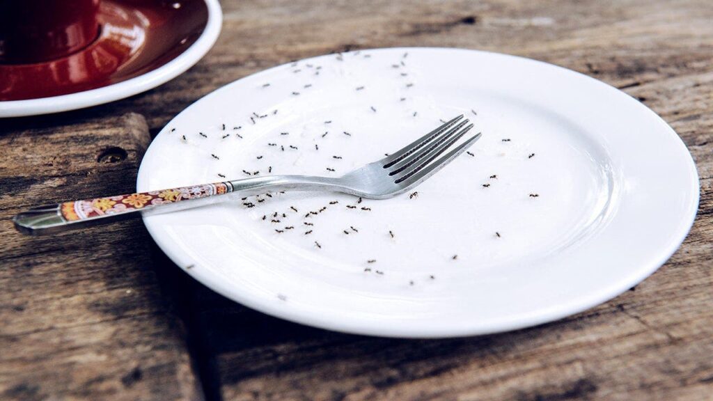 Michelin-starred chef facing jail after allegedly serving nearly 50,000 ants to diners Michelin-starred chef facing jail after allegedly serving nearly 50,000 ants to diners