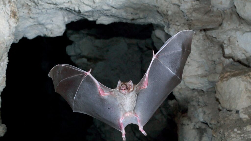 Health officials warn of rabies after bat lands on table at Vista restaurant Health officials warn of rabies after bat lands on table at Vista restaurant