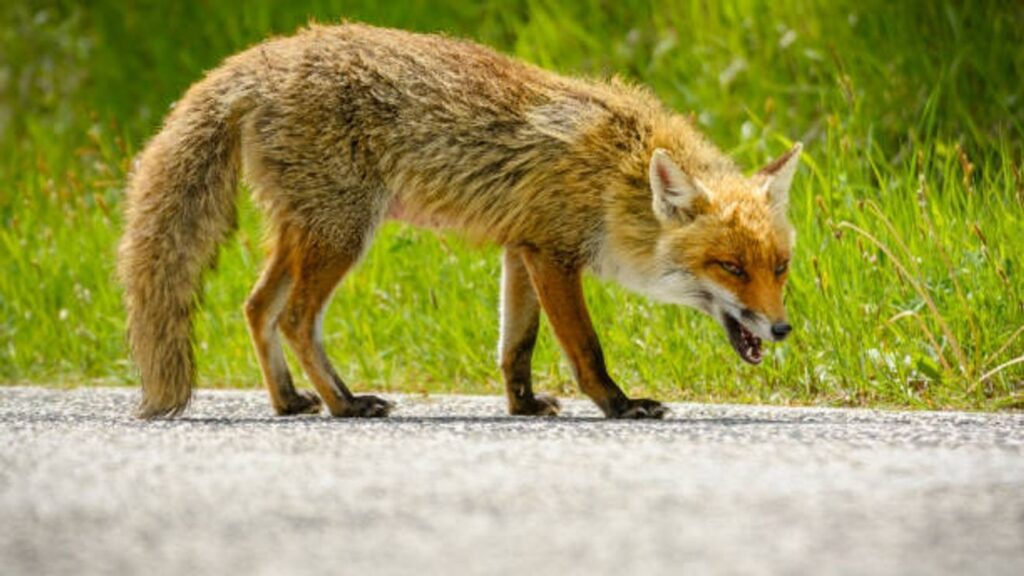 Rabid fox confirmed in Georgetown County; person, dog exposed Rabid fox confirmed in Georgetown County; person, dog exposed