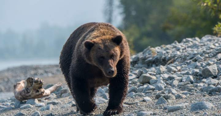 Woman injured in bear attack while hiking with friend, 3 dogs in Alaska – National Woman injured in bear attack while hiking with friend, 3 dogs in Alaska - National