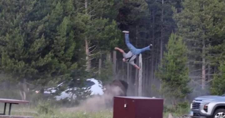 Bison tossing man 8 feet in air at Yellowstone National Park caught on video – National Bison tossing man 8 feet in air at Yellowstone National Park caught on video - National