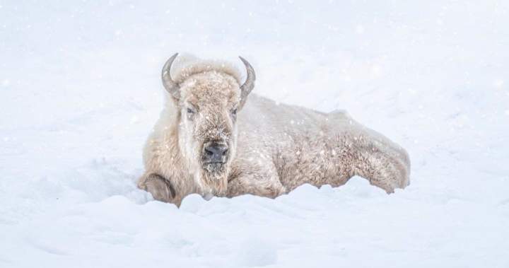 The Assiniboine Park Zoo’s ‘cherished’ white bison, Blizzard, has died – Winnipeg The Assiniboine Park Zoo’s ‘cherished’ white bison, Blizzard, has died - Winnipeg