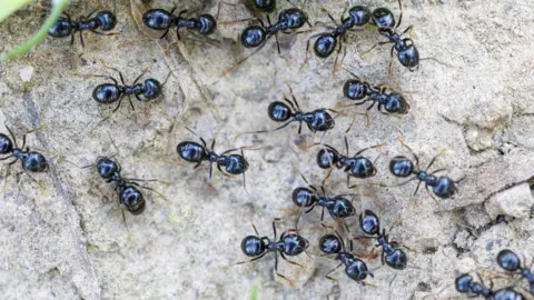 Getty Images File photo of black ants