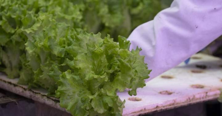 Should Canadians avoid American produce amid cyclosporiasis spread? – National Should Canadians avoid American produce amid cyclosporiasis spread? - National