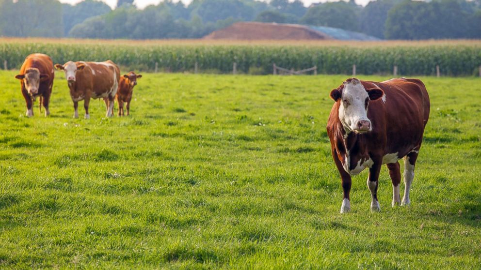 US says it will begin lifting suspension of Mexican cattle imports starting in August US says it will begin lifting suspension of Mexican cattle imports starting in August