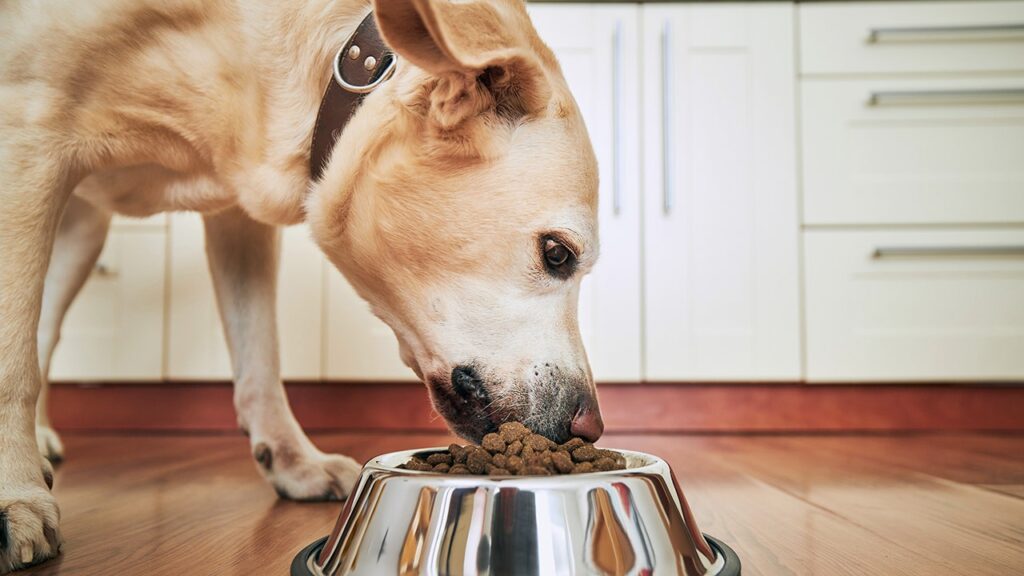 Popular pet food recalled over possible sharp metal and plastic contamination Popular pet food recalled over possible sharp metal and plastic contamination