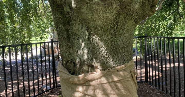 Historic Halifax tree vandalized again leaving community baffled – Halifax Historic Halifax tree vandalized again leaving community baffled - Halifax