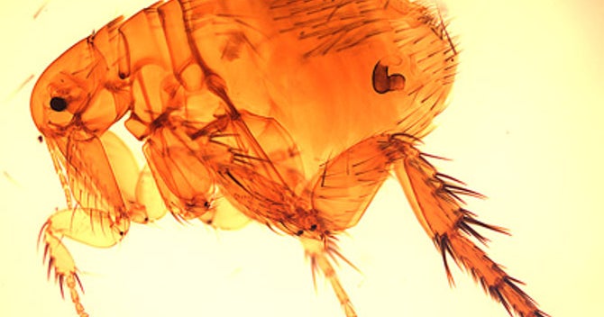 LA County health officials issue warning due to flea-borne typhus outbreak in Pico LA County health officials issue warning due to flea-borne typhus outbreak in Pico