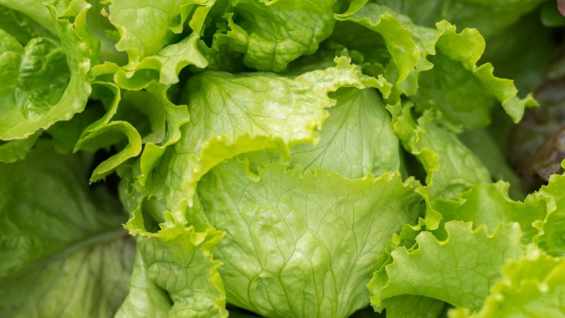 Iceberg lettuce recalled in 27 states due to potential cyclospora contamination Iceberg lettuce recalled in 27 states due to potential cyclospora contamination