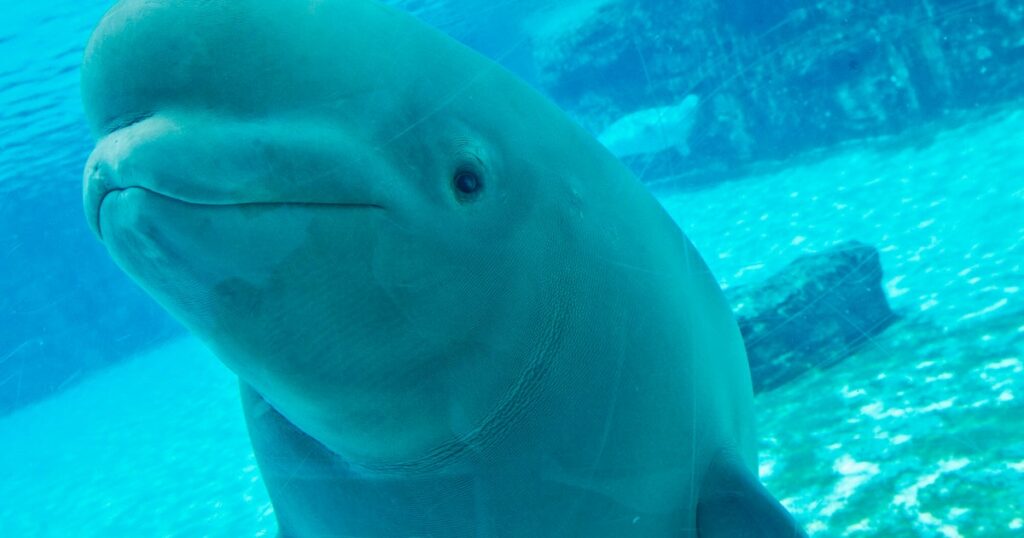Dozens of Marineland’s beluga whales coming to U.S. through international emergency rescue plan Dozens of Marineland's beluga whales coming to U.S. through international emergency rescue plan