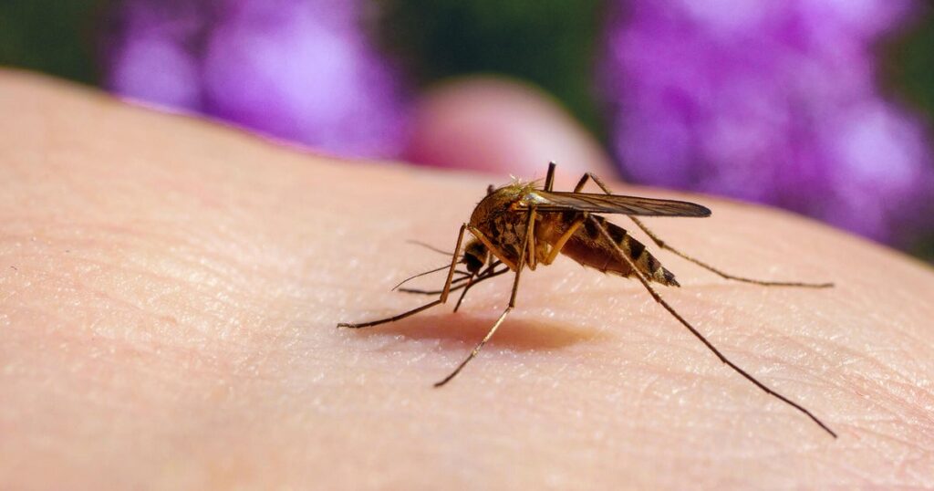 West Nile virus found in two mosquito traps in DeKalb County, health officials say