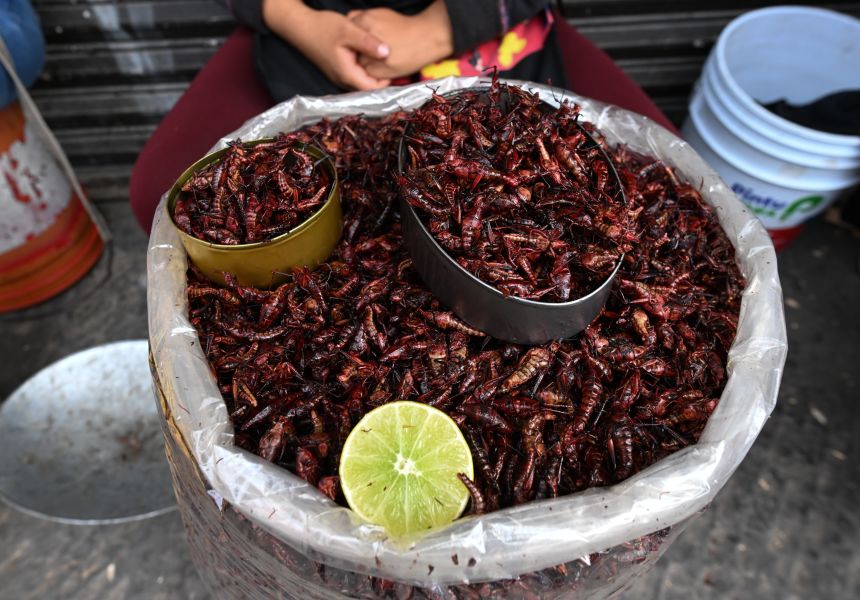 Chapulines, dried and roasted grasshoppers, a pre-Hispanic Mexican delicacy, are shown for sale on a street in downtown Puebla, Mexico. They are often used in tacos and other street foods.