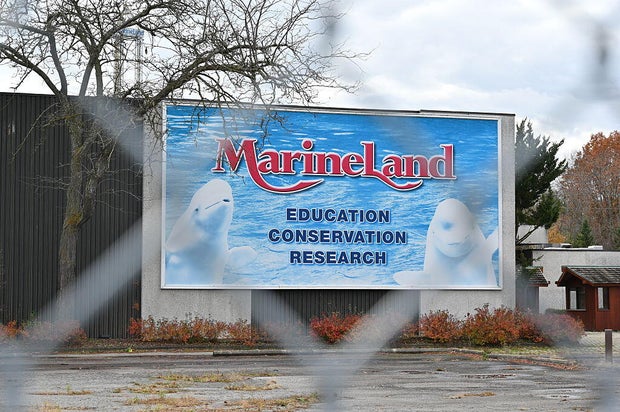 CANADA-MARINELAND-BELUGAS