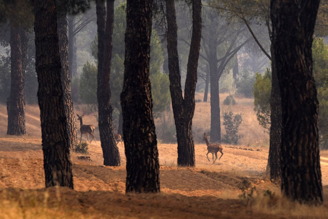 Deer run away from a wildfire near the village of Cebreros, Avila province, Spain.