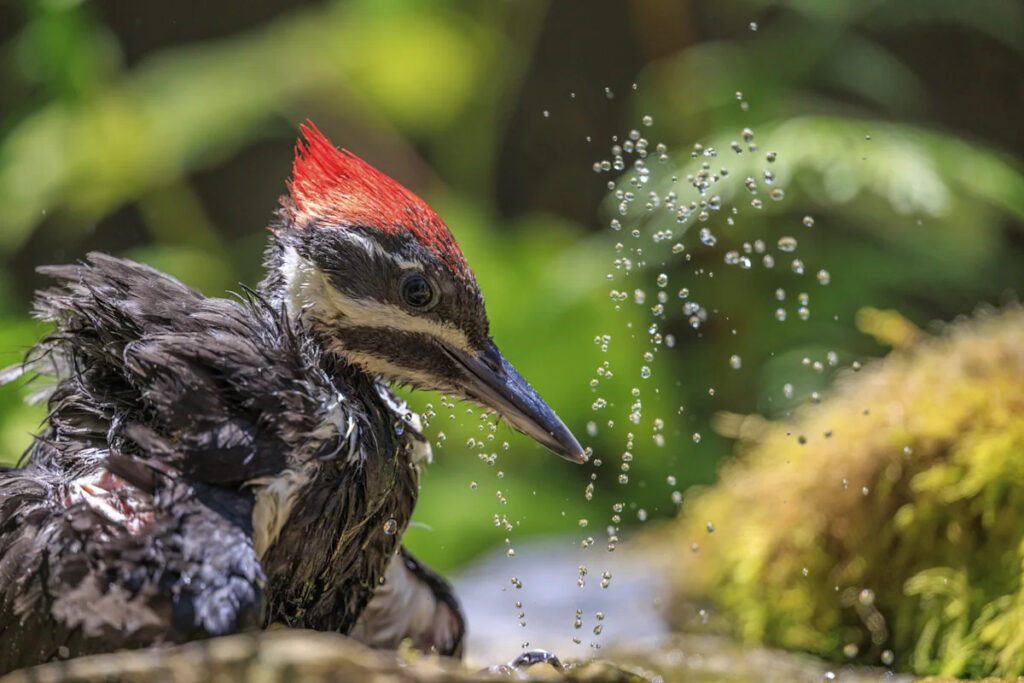 I’m a master naturalist — these 5 gardening and birdfeeding gadgets I actually trust (after testing dozens) I'm a master naturalist — these 5 gardening and birdfeeding gadgets I actually trust (after testing dozens)