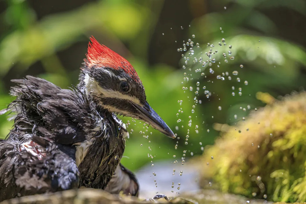 Close-up of a female Pileated Woodpecker (Dryocopus pileatus) enjoying a spray of cool water from a suburban bird bath, British Columbia, Canada
