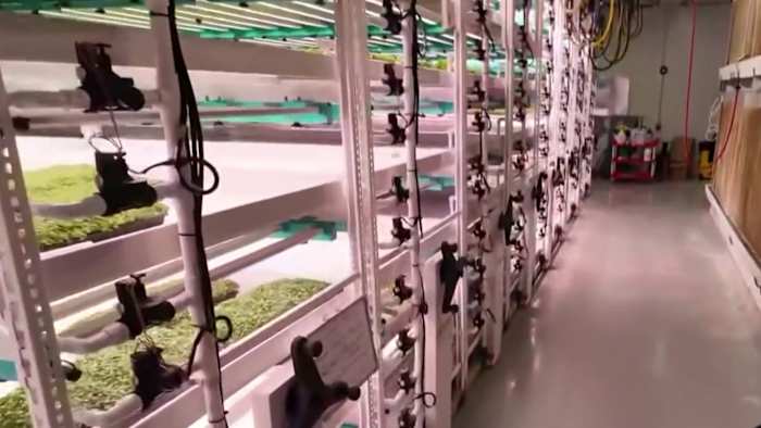 Detroit vertical farm highlights food safety measures as Cyclosporiasis cases near 1,300 Detroit vertical farm highlights food safety measures as Cyclosporiasis cases near 1,300