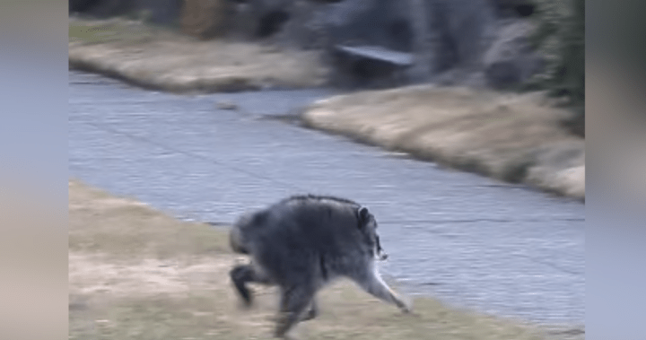 Meet ‘Jimothy,’ the short-spined raccoon capturing hearts online – National Meet ‘Jimothy,’ the short-spined raccoon capturing hearts online - National