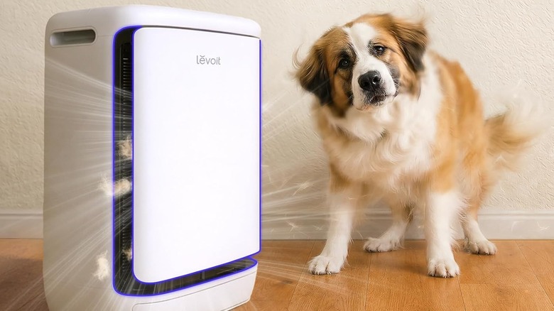 A dog standing near  the Levoit Vital Pet Pro air purifier.