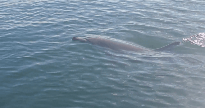 ‘Extraordinarily rare’ dolphin sightings reported in B.C.’s waters – BC ‘Extraordinarily rare’ dolphin sightings reported in B.C.’s waters - BC