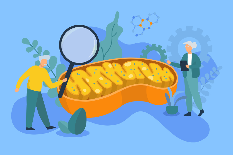 Mitochondrial health emerges as foundational pillar of healthspan nutrition Mitochondrial health emerges as foundational pillar of healthspan nutrition